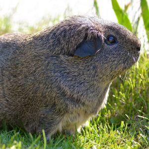 Agouti